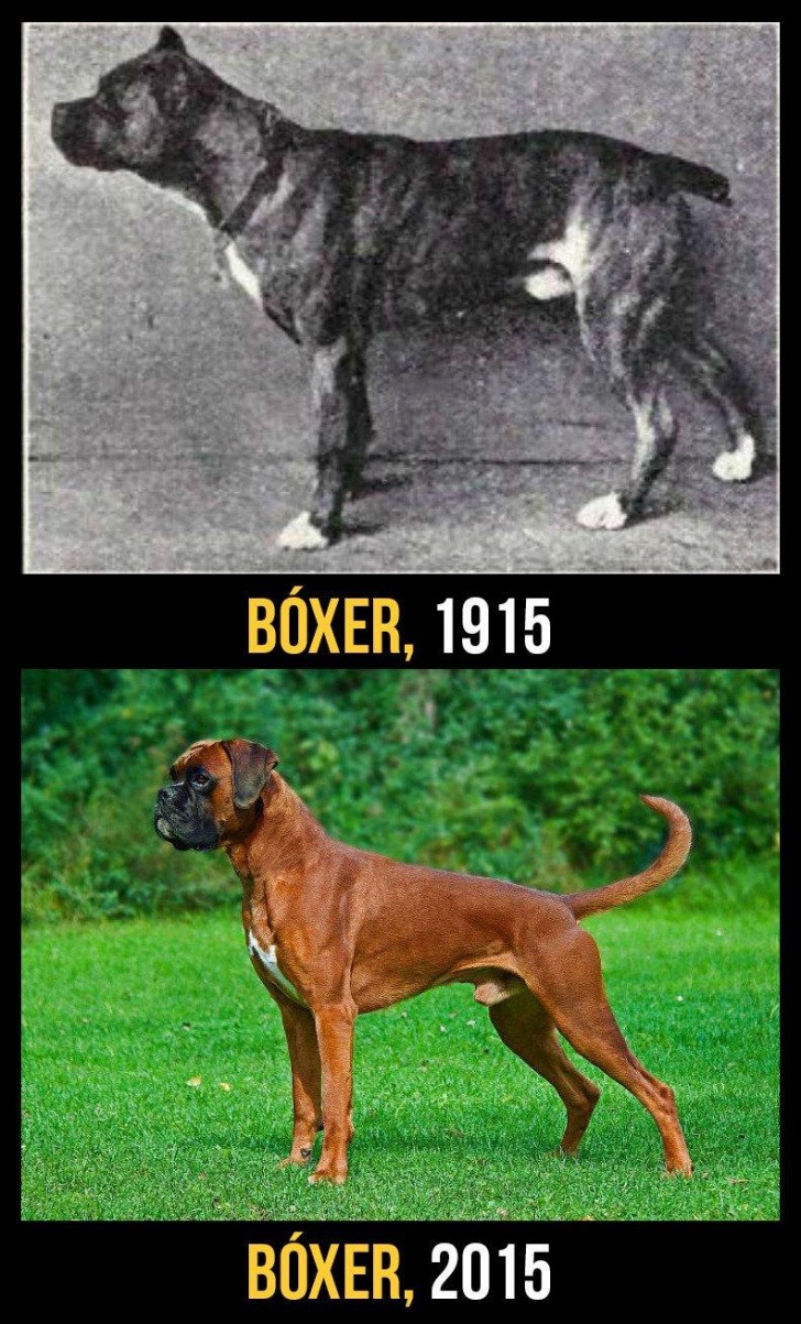 Avec le temps , la longueur du museau du Boxer et la posture du cou ont considérablement changé. Beaucoup d'entre eux souffrent d'épilepsie à cause du crâne trop petit.