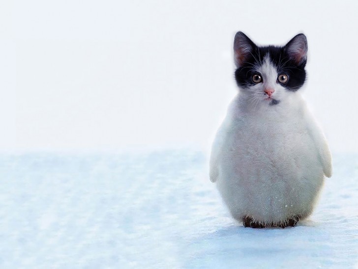 Gatto-pinguino