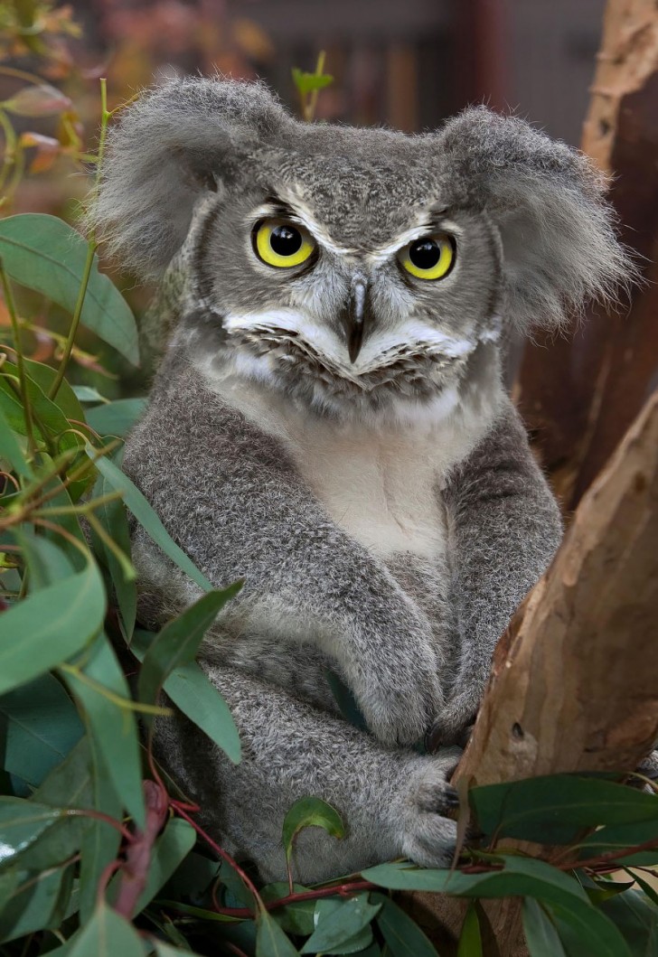 Koala-gufo