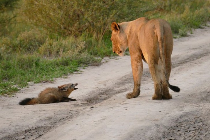 Une lionne se retrouve devant un jeune renard gisant le long de son itinéraire
