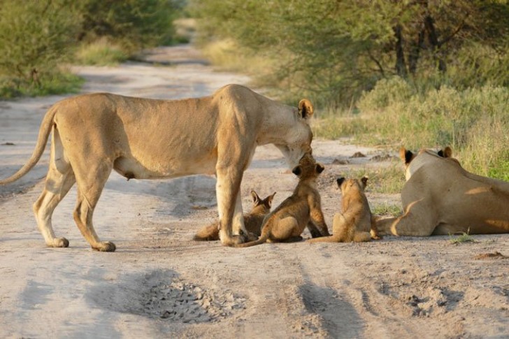 L'instinct maternelle de la lionne a été plus fort