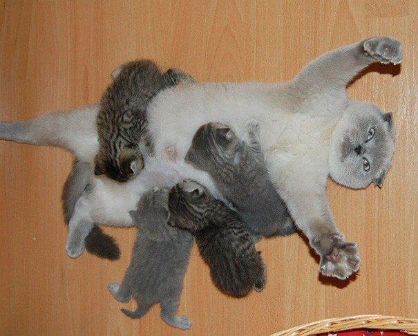 Deze kittens hebben enorme honger en mama is uitgeput!