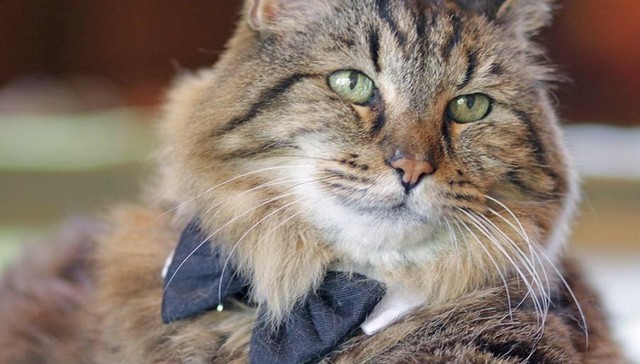 Da due anni è diventato il gatto più longevo al mondo dopo che la gattina Tiffany, che deteneva il titolo è venuta purtroppo a mancare