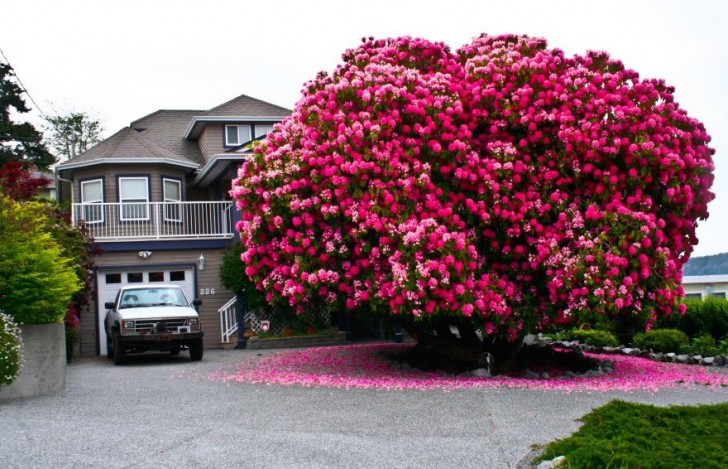 In Kanada steht dieser Rhododendron, der trotz der Lebhaftigkeit seiner Blüten und Farben bereits 125 Jahre alt ist. Mit den Jahren hat er sich von einem Busch in einen richtigen Baum verwandelt.
