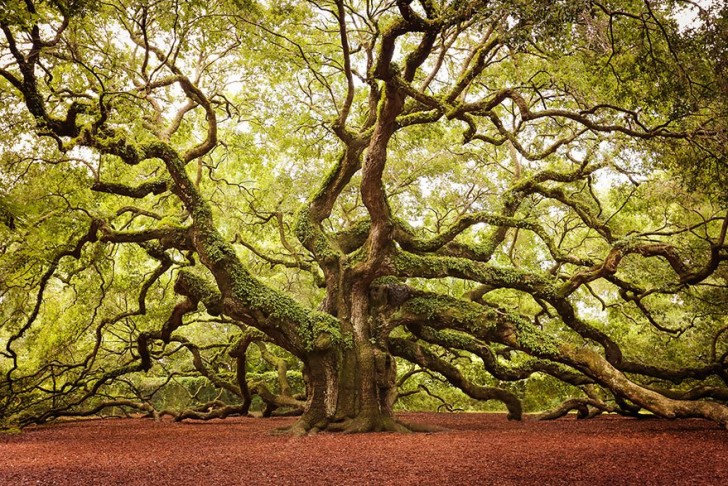 Le chêne Ange a entre 1400 et 1500 ans, il a dépassé les 20 mètres de hauteur. Il est situé en Caroline du Sud.