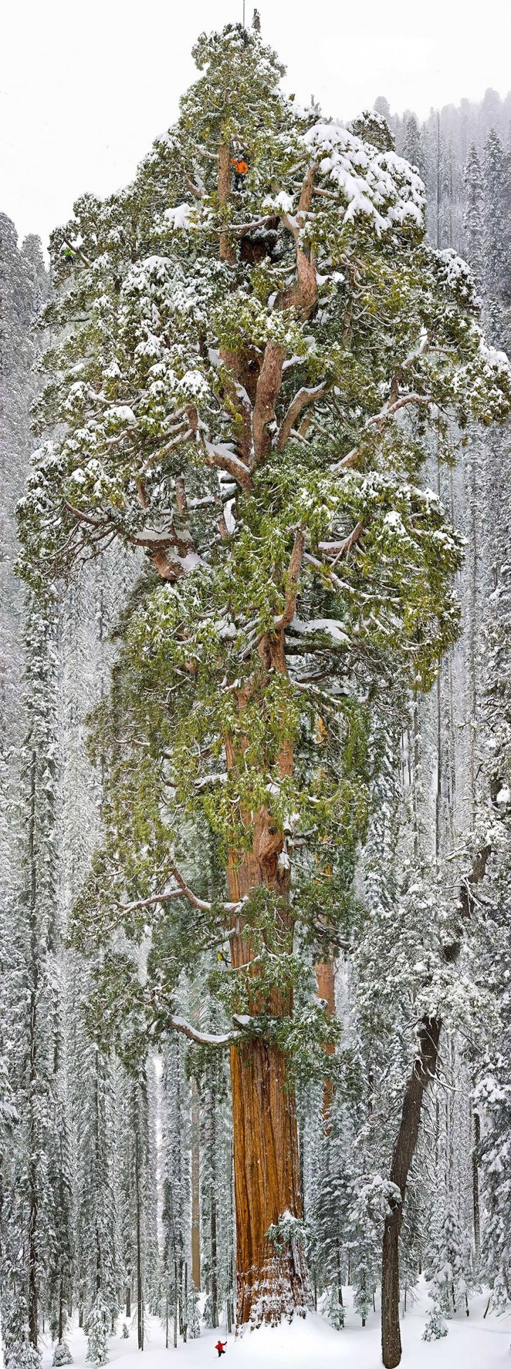 Der drittgrößte Mammutbaum der Welt befindet sich im Sequoia-Nationalpark in Kalifornien. Er hat eine Höhe von 73 Metern und einen Umfang von 28 Metern.