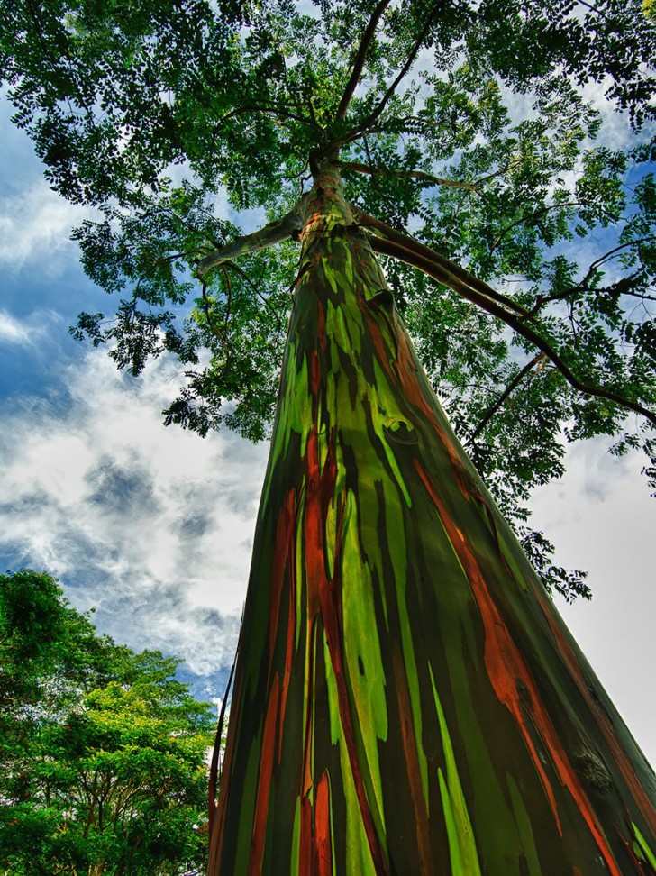 Les stries de l' écorce de cet eucalyptus colore la flore d'Hawaï. L'écorce est utilisée pour fabriquer du papier.