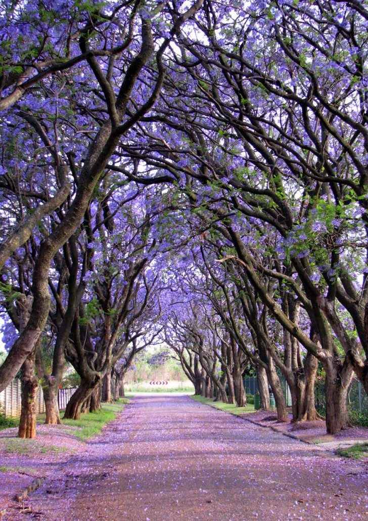 Deze jacaranda's in Zuid-Afrika maken deze weg betoverend.