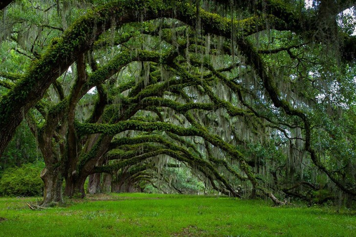 Dit pad ligt in Dixie, South Carolina en wordt geflankeerd door eikenbomen die 225 jaar geleden zijn geplant.