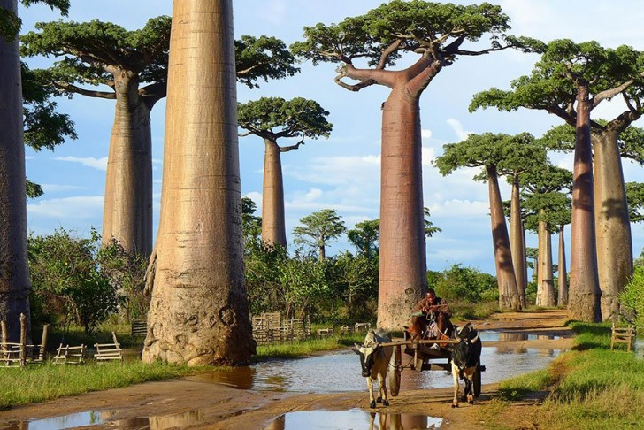 De baobabs zijn echte wateropslagtanks waar enorme hoeveelheden water in de stronk kan worden opgeslagen. Deze bomen staan in Madagaskar