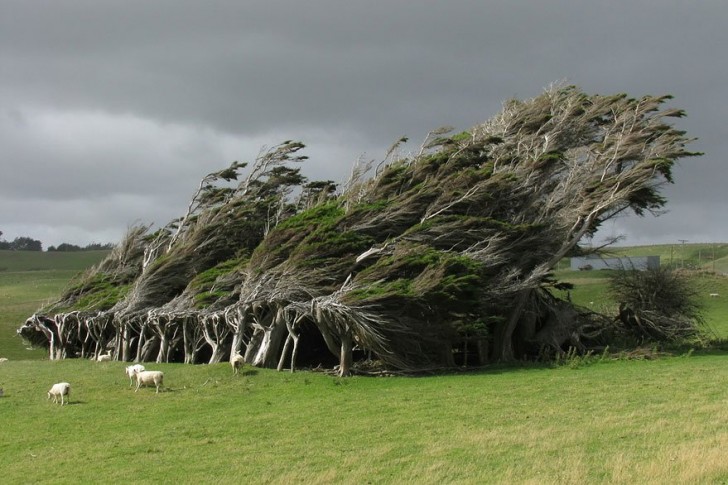 De ongebruikelijk gebogen takken zijn te wijten aan honderden jaren blootstelling aan Zuidpoolwind in het zuiden van Nieuw-Zeeland.