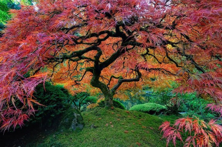 Nel giardino giapponese di Portland questo acero giapponese incendia il parco nel periodo autunnale con il suo colore rosso fuoco.