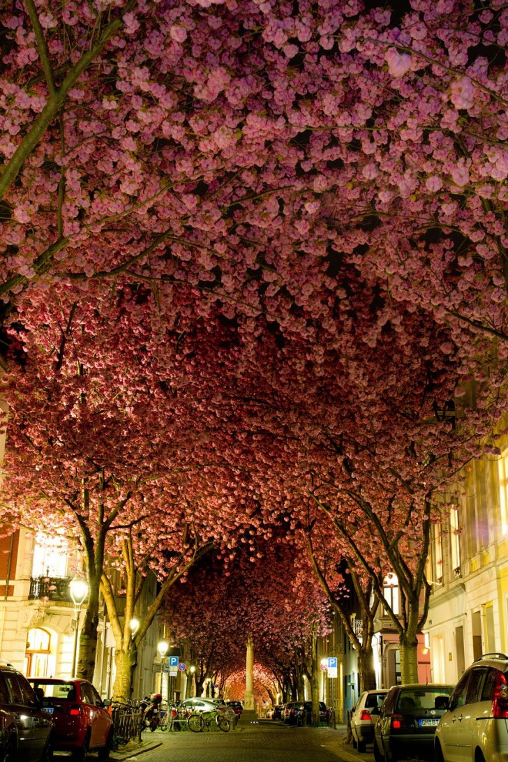 In de maand April in Bonn, Duitsland, leggen de kersenbomen in bloei een schaduw over het centrum, als ware het een tunnel.
