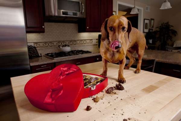 Il cane ha mangiato una scatola di cioccolatini? Ecco cosa può succedere - 1