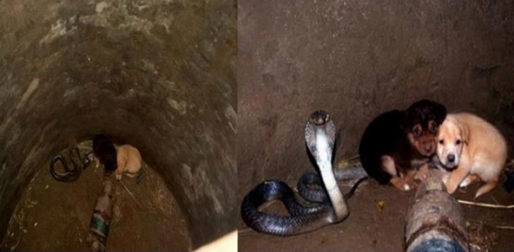 Un cobra royal se trouve dans le puits à côté des deux chiens