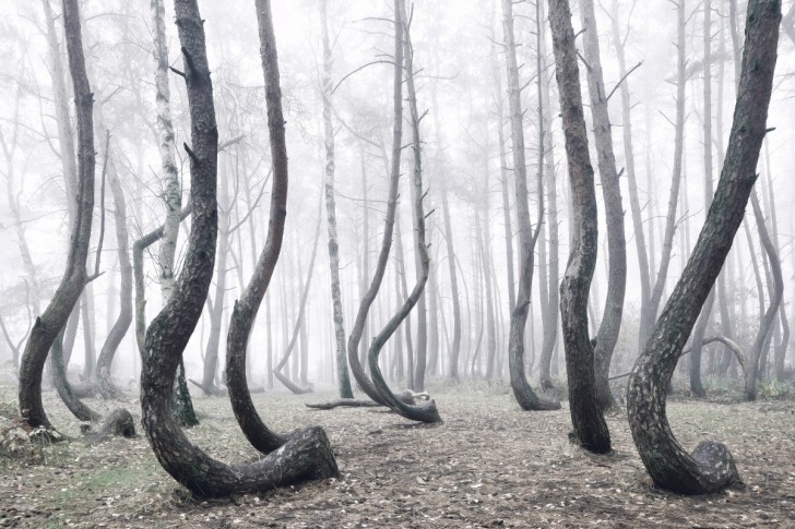 Personne n'a encore réussi à percer le mystère de cette curieuse forêt "tordue" - 6