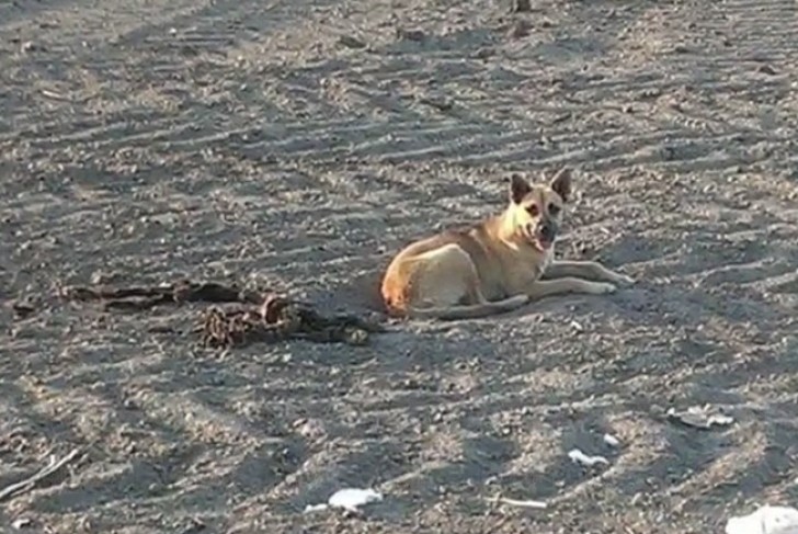 Il motivo per cui questo cane rimane nel deserto lascia di stucco i suoi salvatori - 1