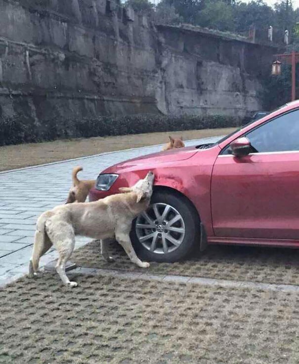Nadat het dier was verdreven door de automobilist maakte het dier zich uit de voeten, maar hij kwam terug met een aantal van zijn vrienden.