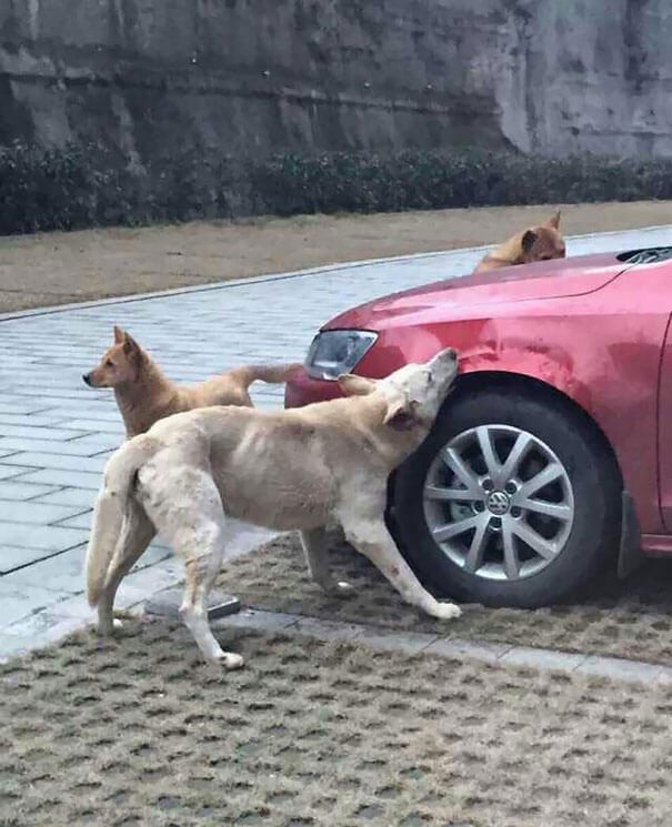 Op de beelden is te zien hoe de honden de auto bespringen en letterlijk hun tanden erin proberen te zetten.