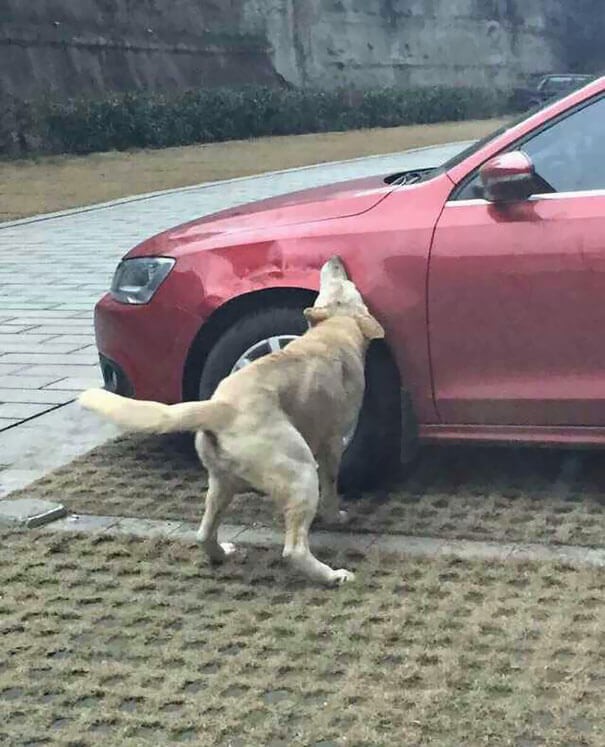 We hopen dat de eigenaar van deze auto zijn lesje heeft geleerd: gebruik NOOIT geweld, vooral niet tegen stoere kerels zoals deze honden! :-D