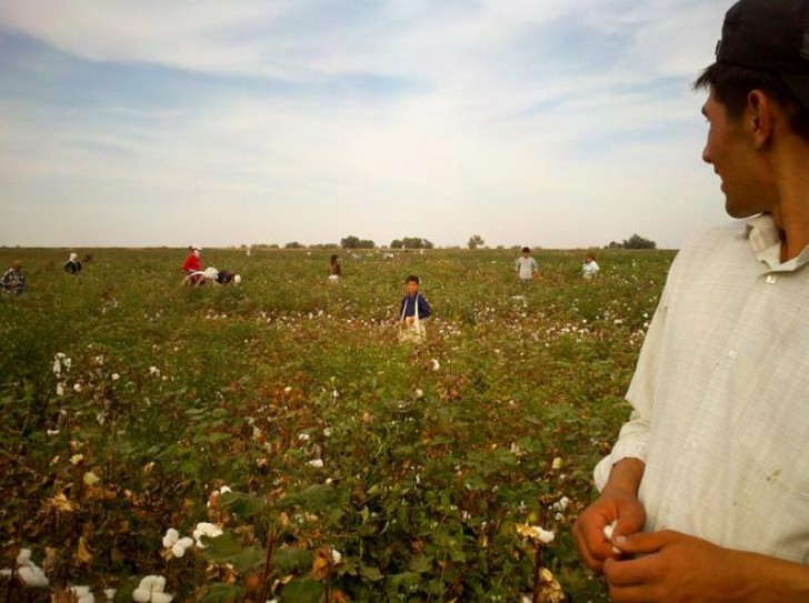 Centinaia di bambini raccolgono cotone in Uzbekistan.