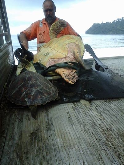 Arron Culling si è imbattuto in un venditore ambulante di animali, ed ha acquistato due tartarughe marine per meno di 40 dollari.