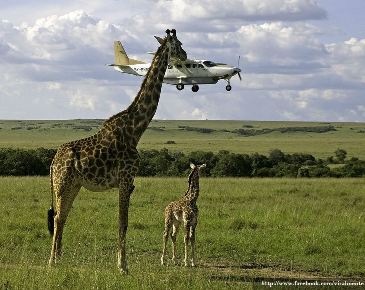 Giraffa gigantesca o aereo in miniatura?