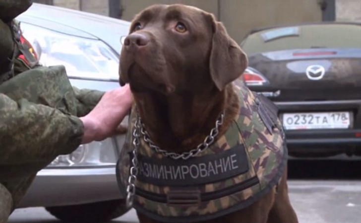 Er komen kogelvrije vesten voor honden aan, zo zullen zij, net als politiemensen beschermd zijn - 1