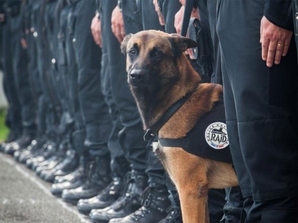 Er komen kogelvrije vesten voor honden aan, zo zullen zij, net als politiemensen beschermd zijn - 2