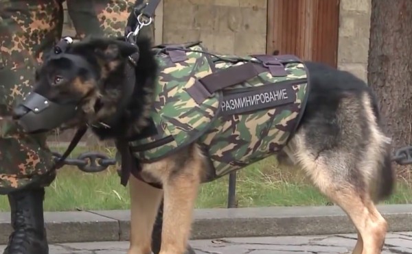 Er komen kogelvrije vesten voor honden aan, zo zullen zij, net als politiemensen beschermd zijn - 3