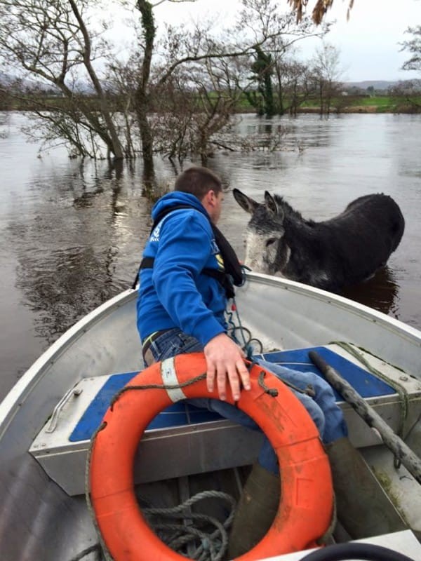 L'Animal Heaven Rescue ha aiutato il povero asino, trovatosi indifeso nel bel mezzo dell'alluvione.