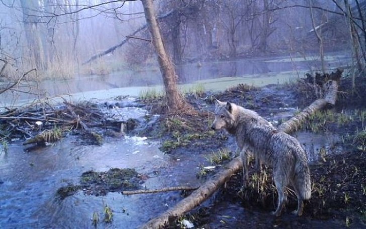 Même l'ours brun européen est revenu vivre dans les forêts de l'Ukraine, 100 ans après sa dernière observation.