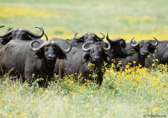 I bufali prendono decisioni in maniera democratica
