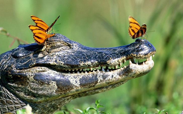 Vedere poggiarsi colorate farfalle sugli occhi di tartarughe ed alligatori è uno spettacolo emozionante.