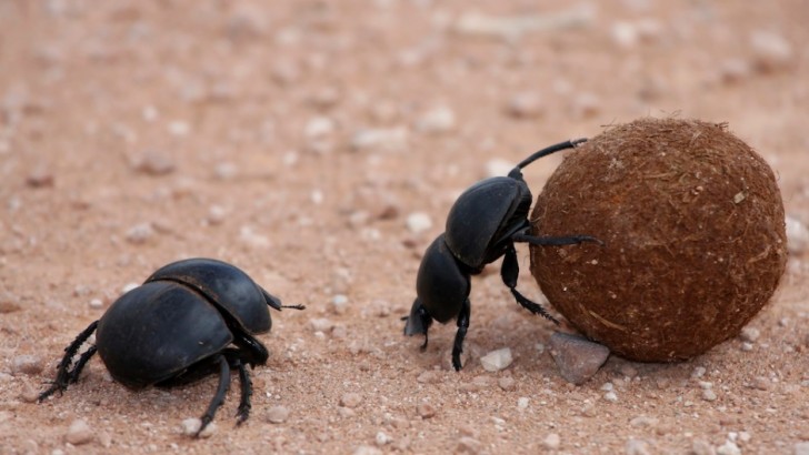 Gli scarabei stercorari si orientano con la direzione della Via Lattea per trasportare il loro bottino in un luogo sicuro