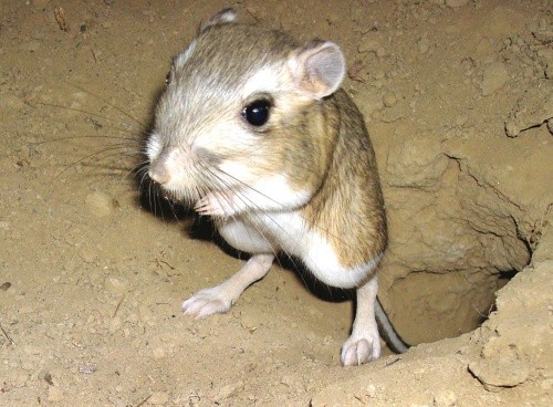 Il topo canguro è l'unico animale al mondo che non beve acqua