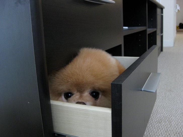 Heb je er ooit van gedroomd om je hond mee te nemen naar je werk? Een lade is niet alleen een lekkere mand maar ook nog eens een perfecte verstopplek!