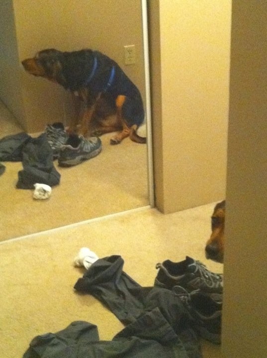 Blijkbaar snappen honden niet zo goed hoe spiegels werken.