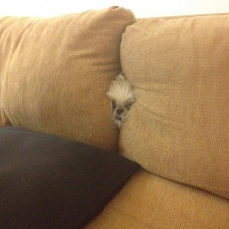 O il divano ha un muso o qui qualcuno cerca di nascondersi!