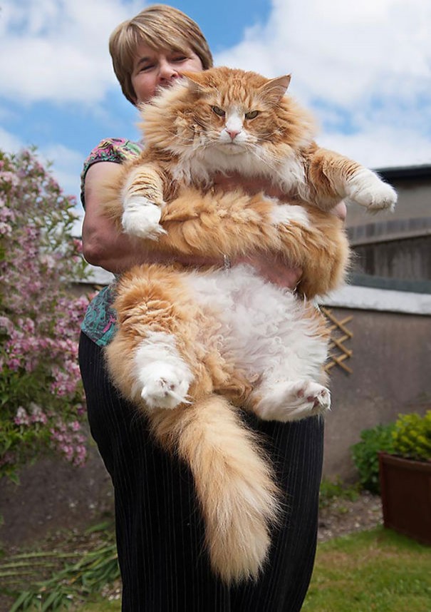 Wow, decisamente un Gatto con la g maiuscola!