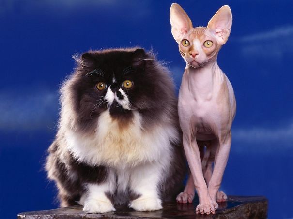 La varietà dei gatti è infinita... Ecco i due estremi!