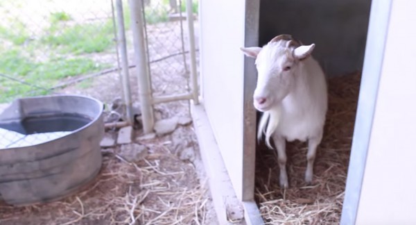 La capra salvata trascorreva i giorni in un angolo: il motivo commuove i proprietari - 2