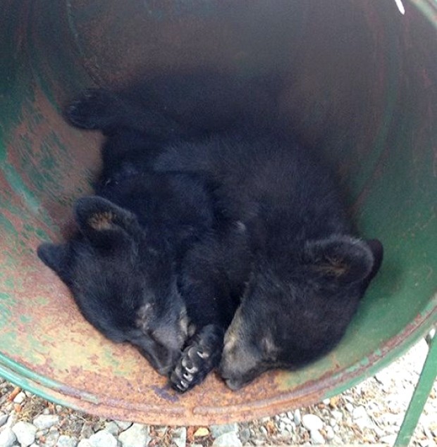 Una femmina di orso nero con due cuccioli di 8 settimane si era introdotta nella cantina di una casa rurale in British Columbia ed aveva fatto razzia dei viveri.