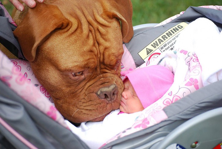 Der erste Kontakt zwischen dem Neugeborenen und dem Hund wird euch sicherlich rühren.