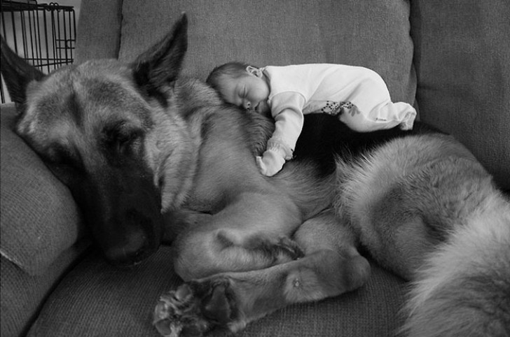 Honden begrijpen het verschil tussen een volwassene en een pasgeboren kind. Zij passen hun gedrag hier compleet op aan.