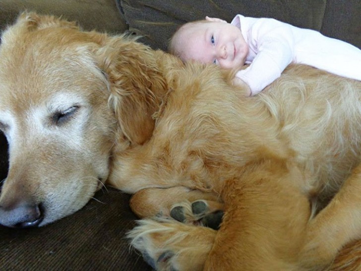 Non abbiate paura di avvicinare il piccolo al vostro cane... L'istinto materno è comune negli uomini come negli animali.