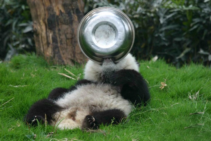 Ecco cosa vuol dire lavorare in un asilo nido per panda - 12
