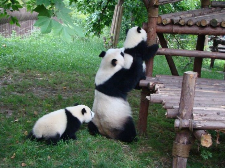 Ecco cosa vuol dire lavorare in un asilo nido per panda - 14