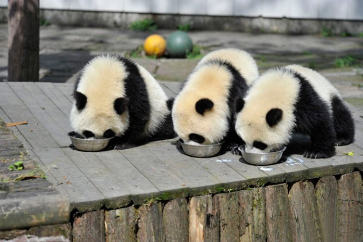 I panda giganti non sono soli nel parco ma vivono insieme ad altre specie in via di estinzione, come i panda rossi e diverse scimmie.