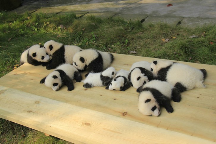 Ecco cosa vuol dire lavorare in un asilo nido per panda - 16
